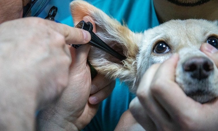 Veterinario en Bucaramanga creó la primera ambulancia para perros y gatos desamparados