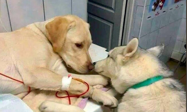 ¡Un perro consolando a otro en el veterinario! La foto que enterneció las redes sociales