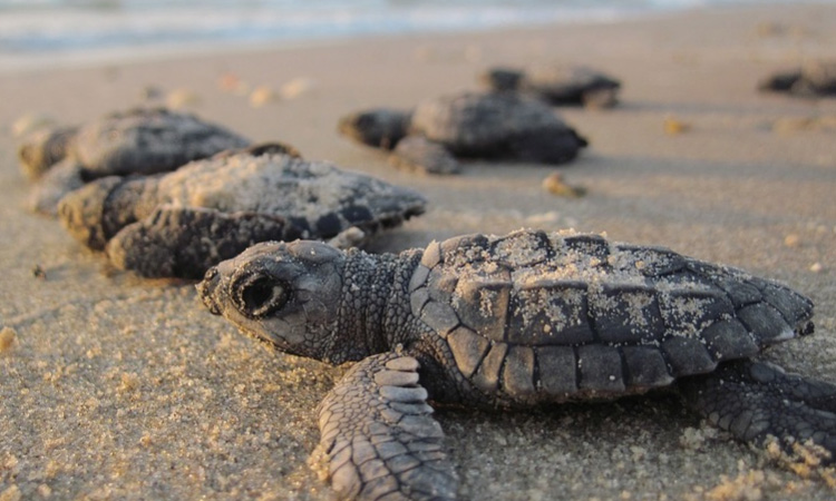 Después de 100 años vuelven a nacer tortugas en las Islas Galápagos