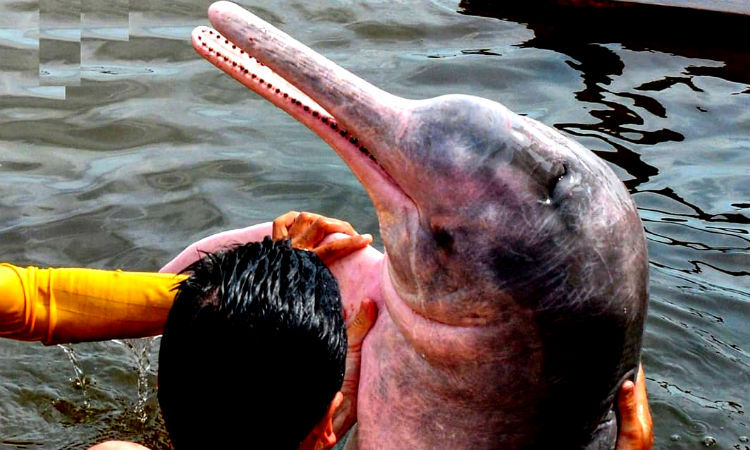 Lo que puedes hacer para evitar la extinción del delfín rosado del Amazonas