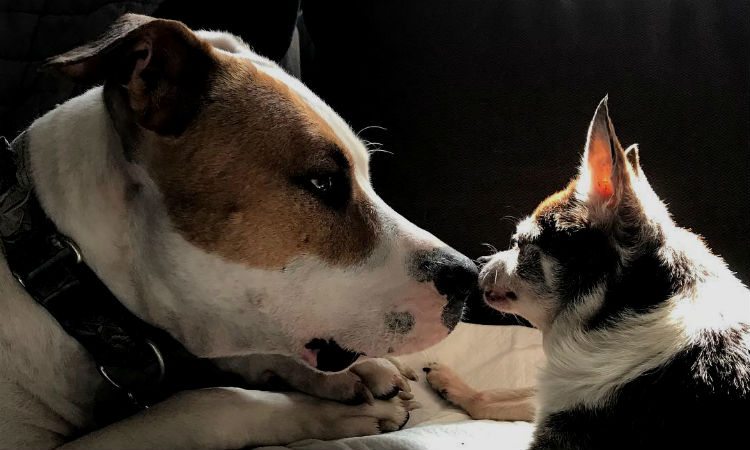 El pitbull joven que moviliza a un chihuahua anciano ¡Amistad sincera!