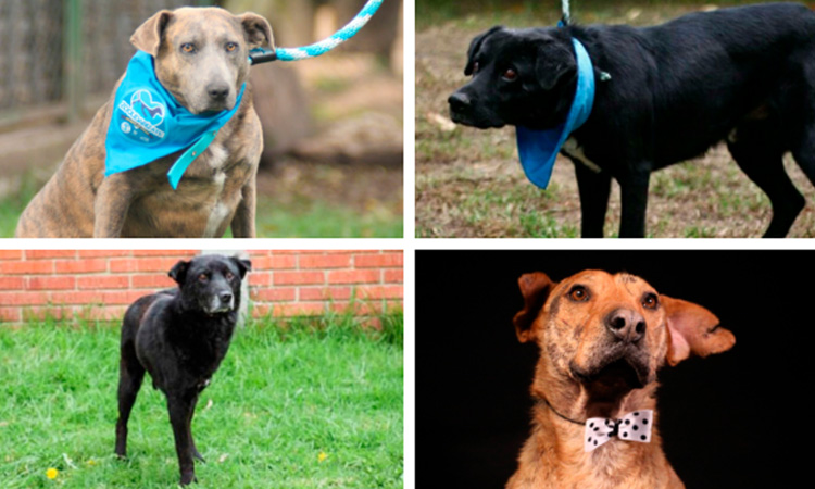 ¡Hay otros como Serafín! Estos son los perros de difícil adopción en Bogotá