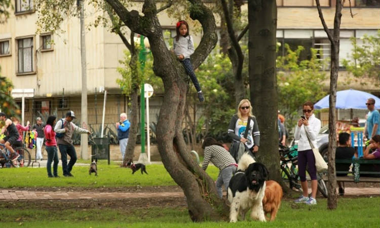 Colombia, a un paso para que los perros y gatos tenga derechos como seres vivos