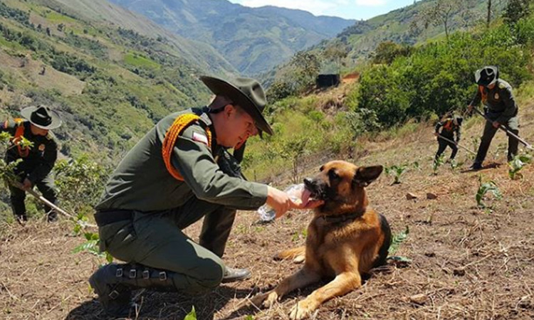 Policía Nacional también ayuda a los animales que resultaron lastimados por los derrumbes en Rosas, Cauca ¡Una labor de admirar!