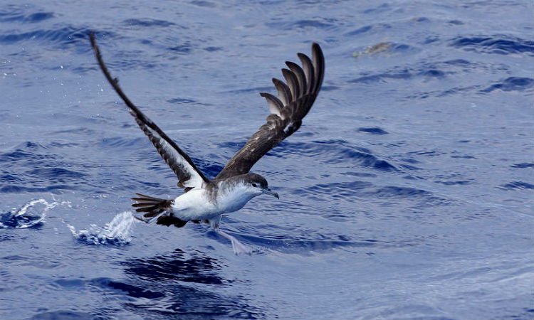 En la Isla de Providencia apareció de nuevo un ave que no era vista hace una década
