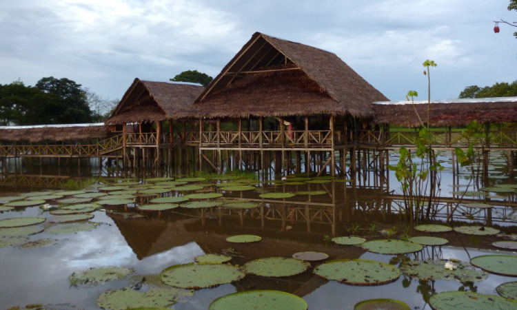 Gobierno destinará más recursos para la protección de la Amazonía ¡No más tala de árboles¡