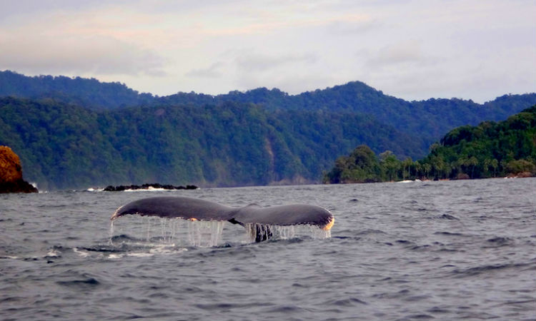 Manglares del Bajo Baudó, la nueva área protegida del Pacífico colombiano