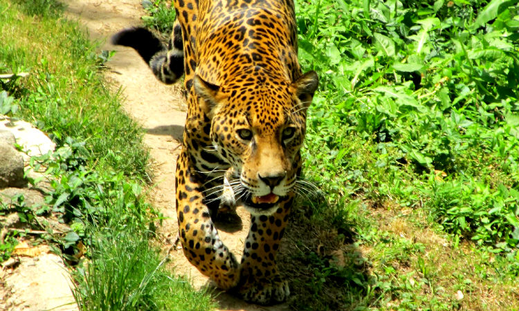 Se registran dos mil jaguares en el corredor de Colombia, Ecuador y Perú 2