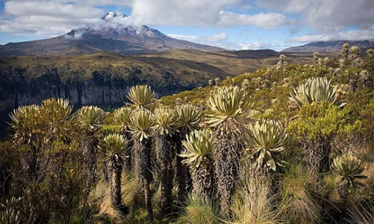 Reino Unido donará más de 11 millones de dólares a Colombia para proteger el medio ambiente