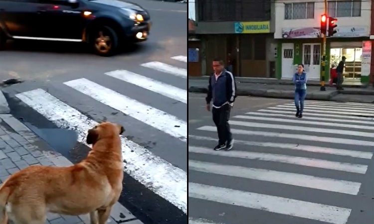 El perro que da ejemplo de prudencia para cruzar una calle en Bogotá