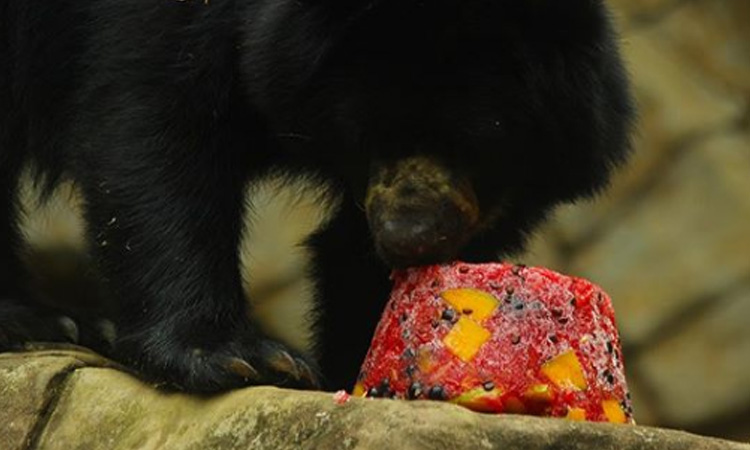 En el zoológico de Cali los animales reciben helados para hidratarse ante la oleada de calor