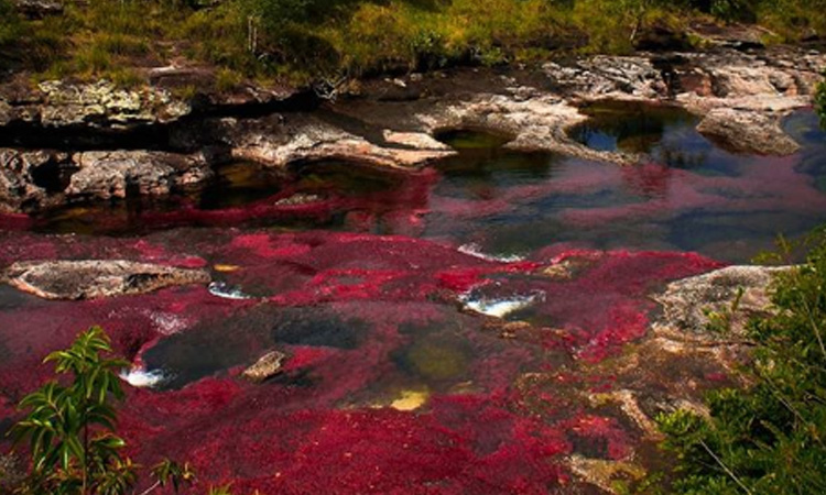 Conoce el increíble río de colores que hay en Colombia ¡No es Caño Cristales!