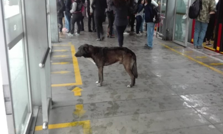 La lección cívica que les dio este perro a todos los usuarios en el transporte público