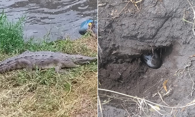 Río Bogotá: un caimán hembra pone huevo a orillas del afluente ¡Algo histórico!