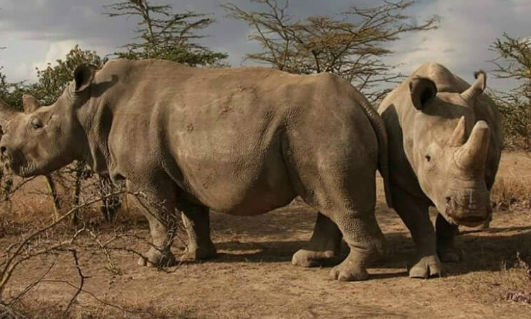 Científicos logran fecundar nuevos óvulos para salvar de la extinción a los rinocerontes blancos