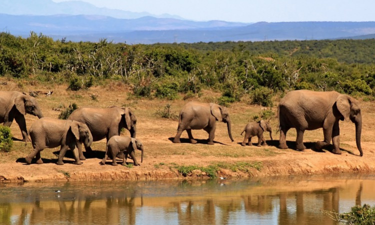 Se prohibió la venta de elefantes para zoológicos y circos en todo el planeta
