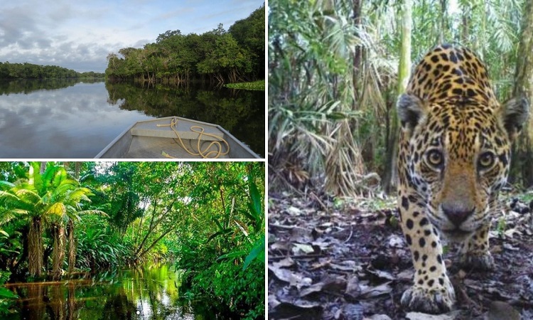 La Amazonía Es Un Tesoro Natural Que El Mundo Entero Debe Cuidar. ¡5 ...