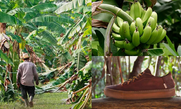 Importante empresa fabrica zapatos hechos con fibra de plátano colombiano