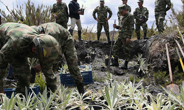 Ejército Nacional realizó la primera siembra de frailejones en el Parque Chingaza