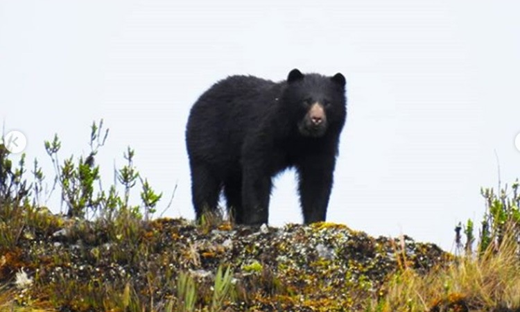 Programa para proteger el oso andino es finalista de importante premio