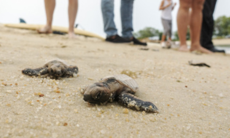 Nacen pequeñas tortugas de una especie que se encuentra en peligro de extinción