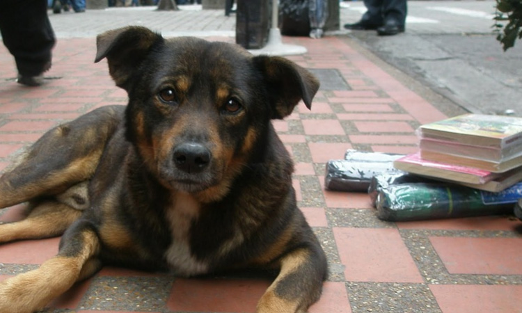 ¿Sabías que en Bogotá funciona un consultorio jurídico de animales?