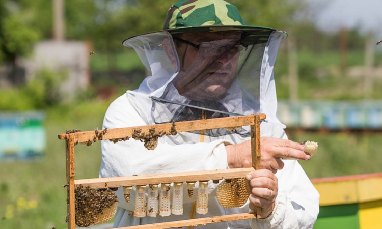 La importancia de las abejas en la alimentación del ser humano ¡Juegan un papel fundamental!