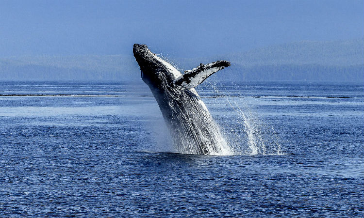 Las ballenas pueden ser la especie que más lucha contra el cambio climático