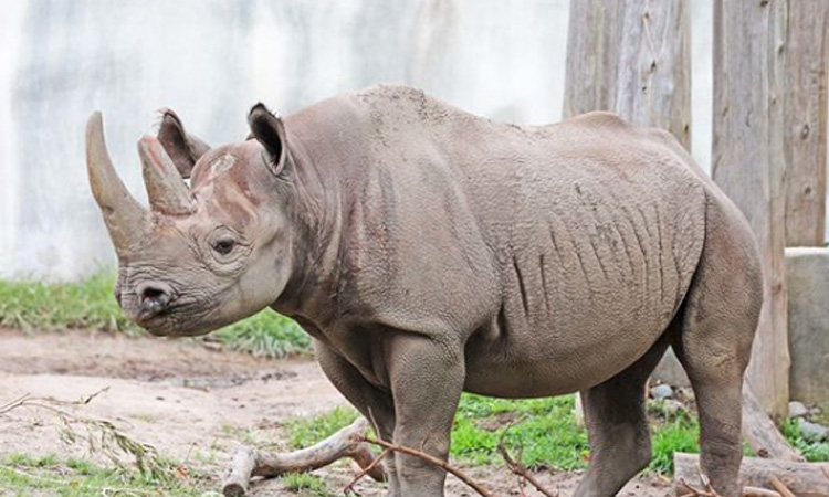 Rinoceronte negra queda embarazada y aumenta la esperanza de salvar su especie