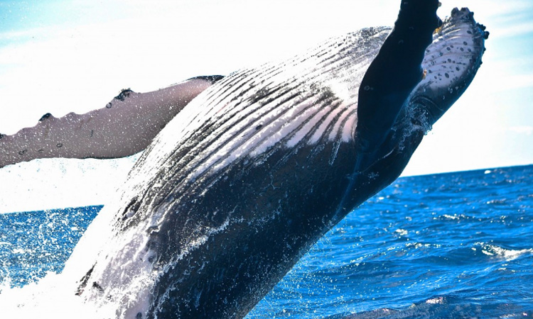 Ballenas crean redes de burbujas para conseguir alimento ¡Se ve hermoso!