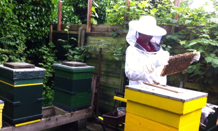 Proyecto busca declarar a las abejas como insectos de interés ecológico