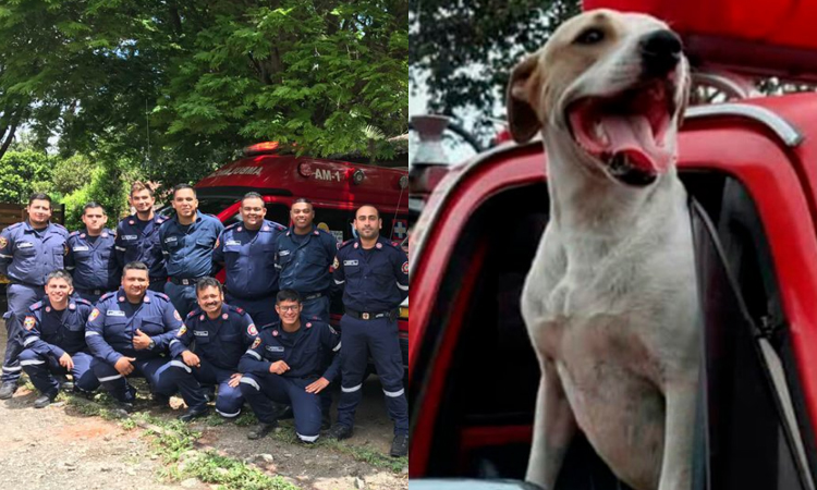 La vida de Rocky, el perro callejero que se convirtió en bombero La Nota Positiva