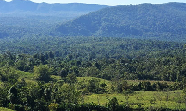 El bosque en Colombia que estaría cerca de ser declarado como zona protegida