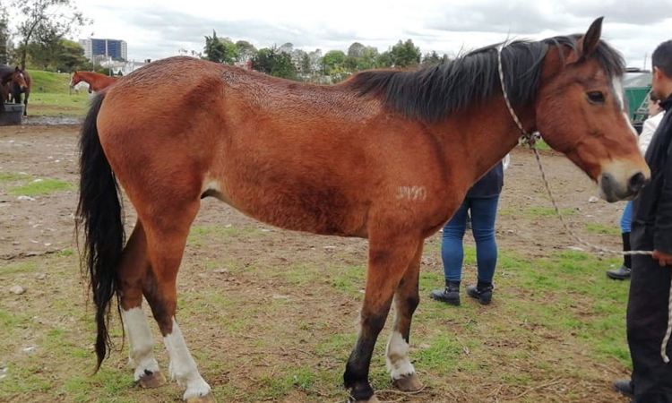 18 caballos jubilados de la Policía Nacional están en búsqueda de un nuevo hogar La Nota Positiva