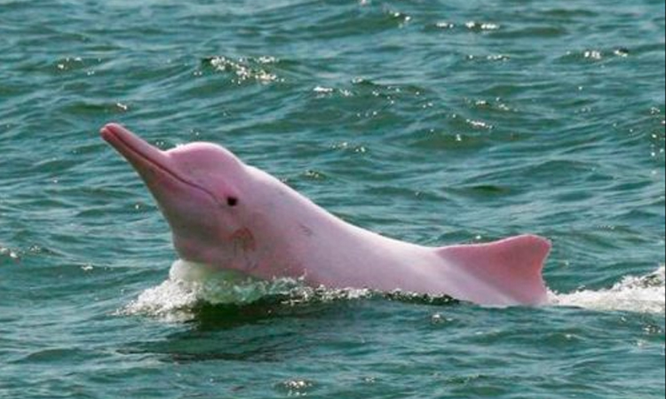 Una nueva esperanza para la especie: nació una cría de delfín rosado La Nota Positiva