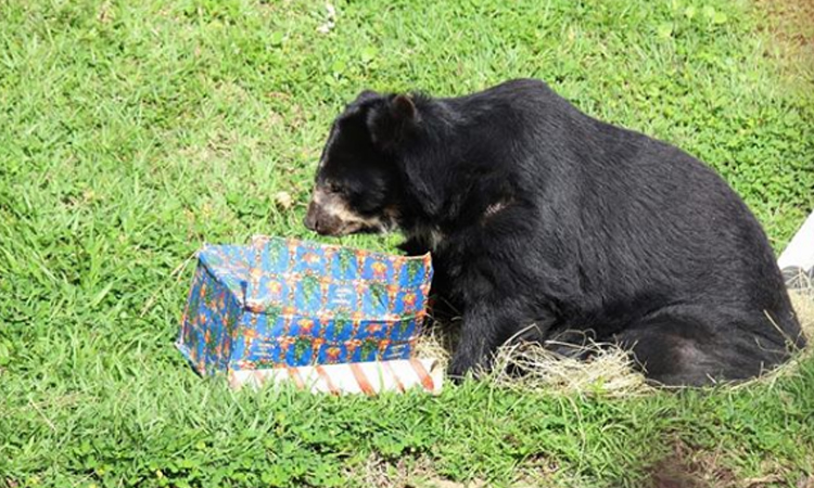 Los animales del bioparque Ukumarí en Pereira también tienen una navidad llena de regalos La Nota Positiva
