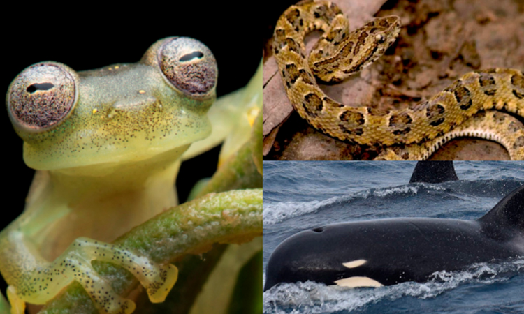Estas son las nuevas especies animales que fueron descubiertas en 2019 ¡Hay varias colombianas! La Nota Positiva