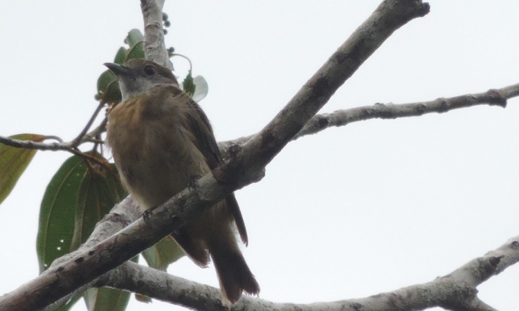 Encuentran en Colombia un ave que nunca antes se había reportado en el mundo La Nota positiva