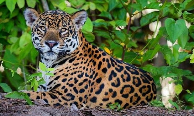 WWF lanza plan para proteger el jaguar en Colombia y Latinoamérica