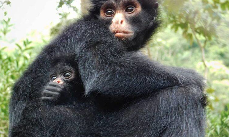 Nace Una Cría Del Mono Araña Animal Que Está En Vía De Extinción