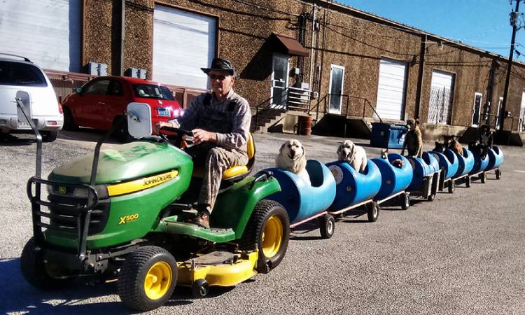 Abuelo construyó un tren para pasear a perros que rescata de la calle