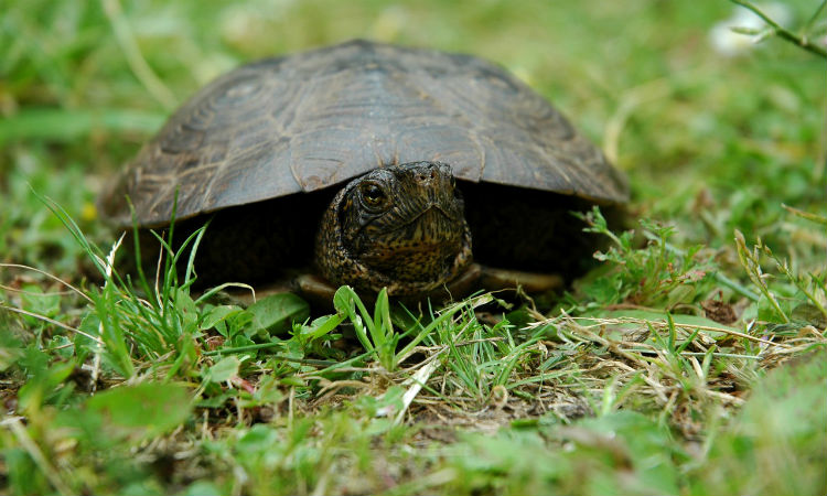 Primera reserva que preservará a la carranchina, una tortuga muy colombiana