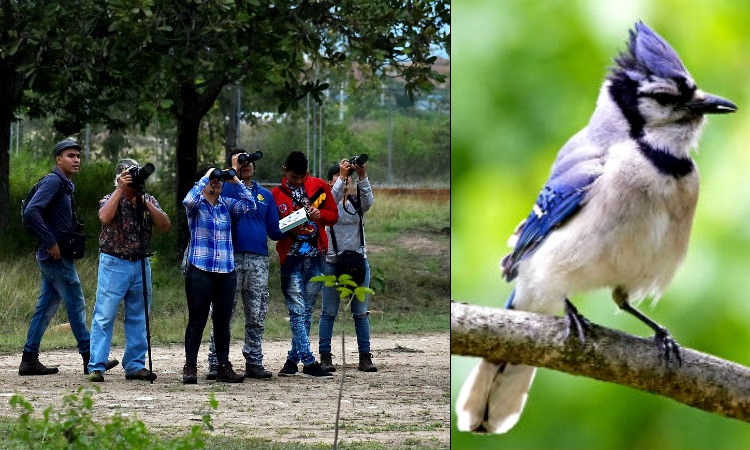 Publican mapas gratuitos que permiten ubicar el 98% de los aves que existen en Colombia