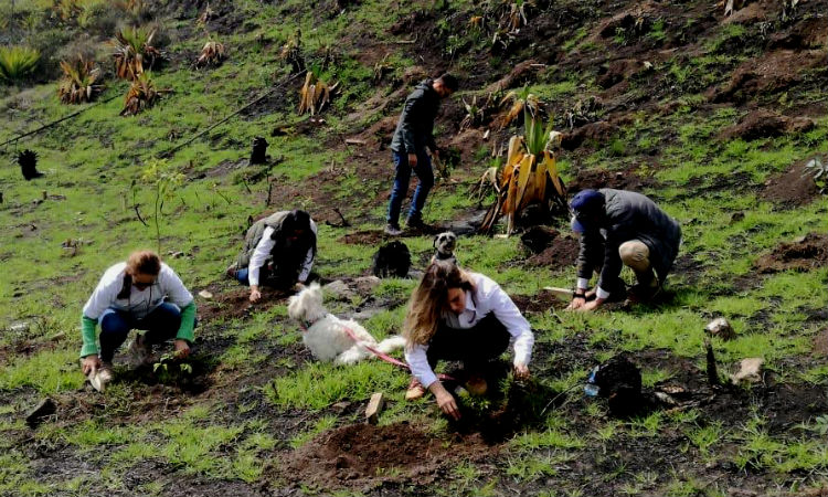 5 millones de árboles en dos días, la siembra maratónica que se hará en Colombia