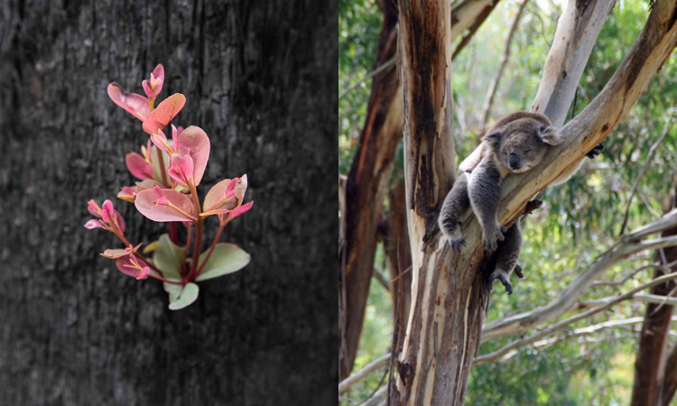 Vuelve a nacer vegetación en Australia tras los incendios ¡Una maravilla de la naturaleza! La Nota Positiva
