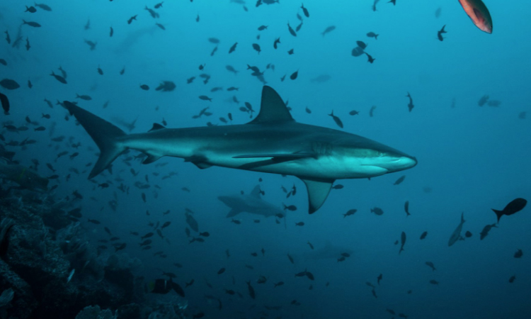 Gobierno publica proyecto para prohibir la exportación de aletas de tiburón La Nota Positiva
