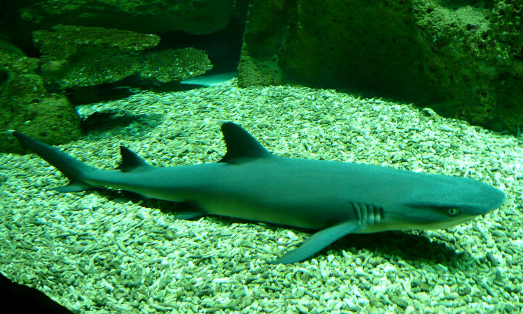 Liberarán tiburones gato usados como atracción turística en Cartagena