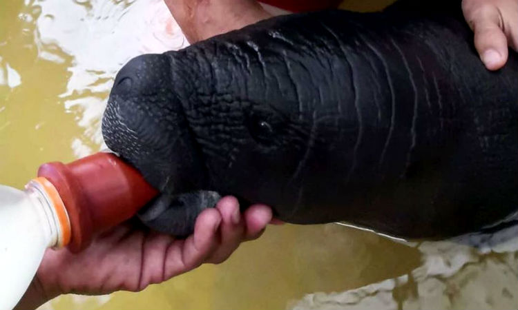 Puedes ayudar en la 'Lechetón' para salvar manatíes del Amazonas, ¡no hay explicación!