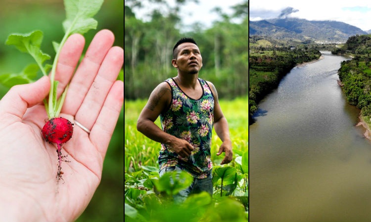 La cartilla que explicará los usos de doce plantas tradicionales amazónicas