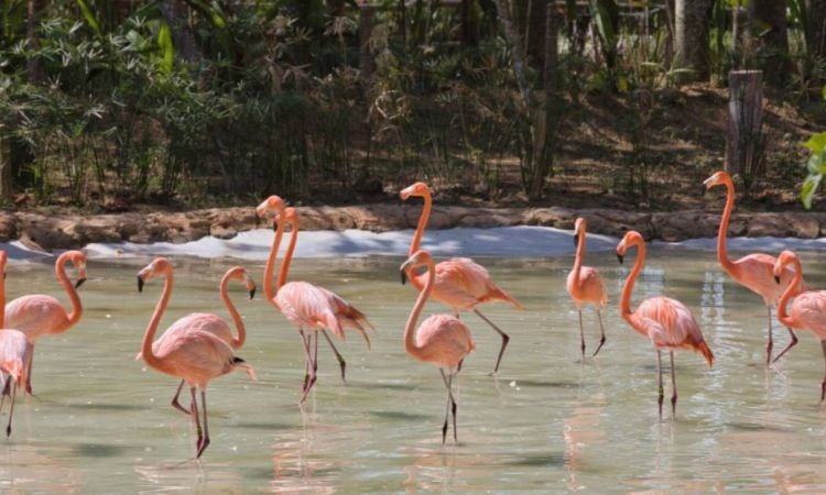 En Pereira inauguran hábitat de flamencos en el Bioparque Ukumarí